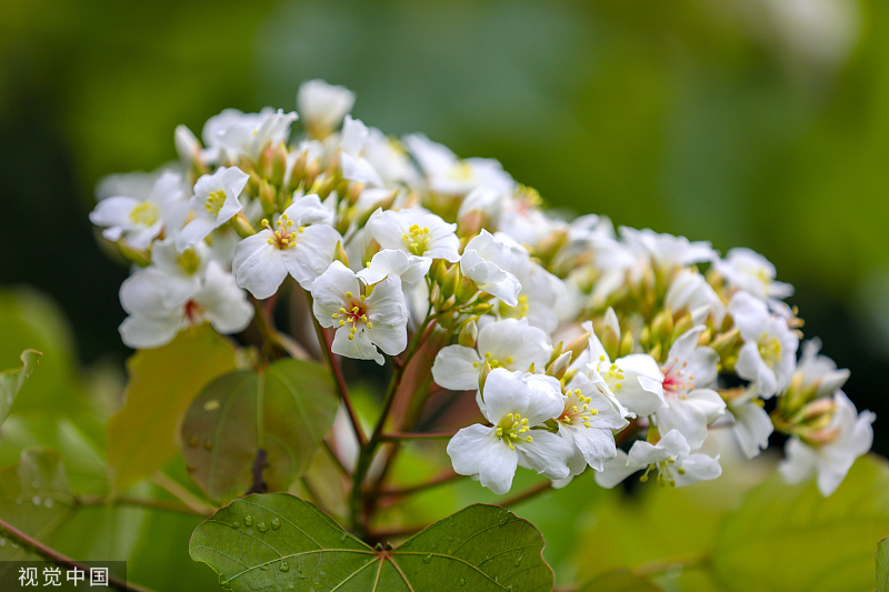浙江淳安千年桐花竞相绽放漫山遍野十分壮观