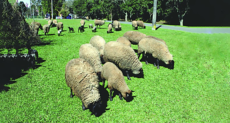 巴西生态之都与自然无缝对接