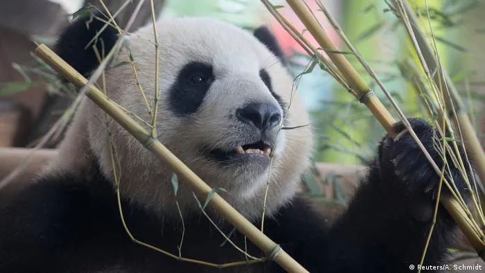 1980年，来自成都的一对大熊猫“宝宝”和“天天”作为中国的“使者”来到德国柏林动物园，成为德国公众的宠儿。