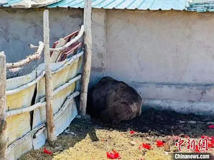 民警到达现场后，发现棕熊正在院子角落里“藏猫猫”（朱强摄）。来源：中国新闻网