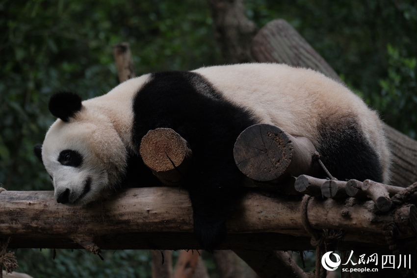 &ldquo;顶流女明星&rdquo;的弟弟&mdash;&mdash;大熊猫&ldquo;和叶&rdquo;。成都大熊猫繁育研究基地供图