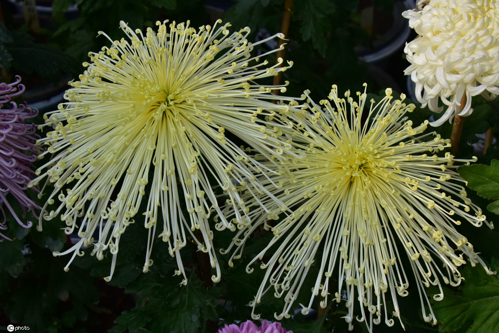 2020年11月4日，北京，在故宫慈宁宫花园摆放着几百盆菊花，让人意外惊喜，故宫博物院秉承宫廷花卉菊花的栽培技艺，宣传菊花历史文化，展示菊花栽培技艺，慈宁花园摆放的几百盆菊花，主要是独本菊，花色涉及黄、红、绿、紫、白、粉、桔7个色系，品种有绿安娜、绿朝云、大红拖桂、墨色、桃红柳绿、白球、继红、国华金童士、胭脂片、独立金秋、秋装妙舞等，菊花展士让游客大饱眼福，其中绿安娜极为吸引眼球。（图源：东方IC）