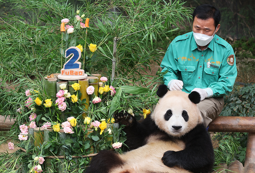 大熊猫在韩国引起轰动图片