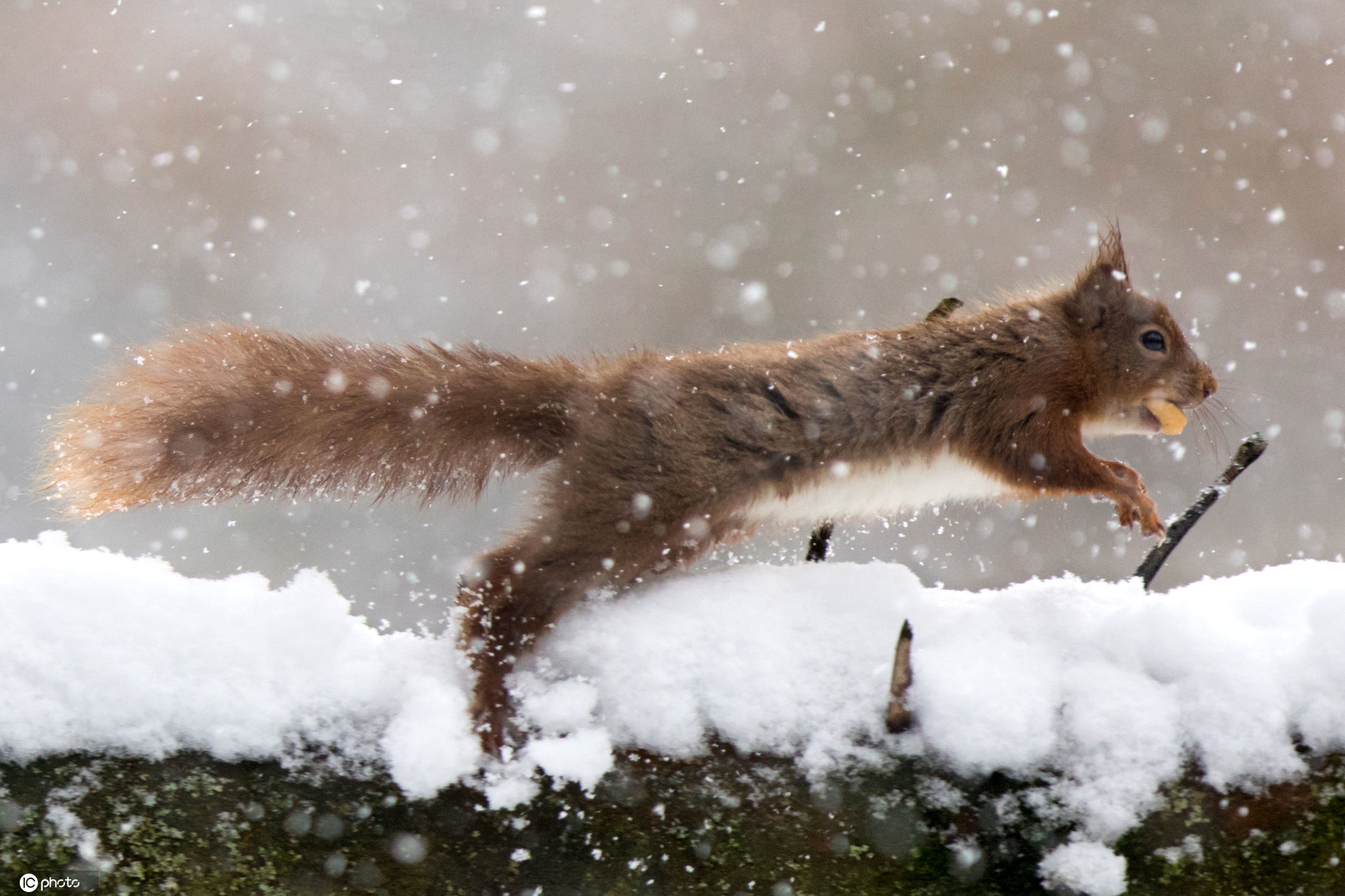 要想动物拍的好，大下雪天往动物园跑。|摄影|动物|WildKay - 原创作品 - 站酷 (ZCOOL)