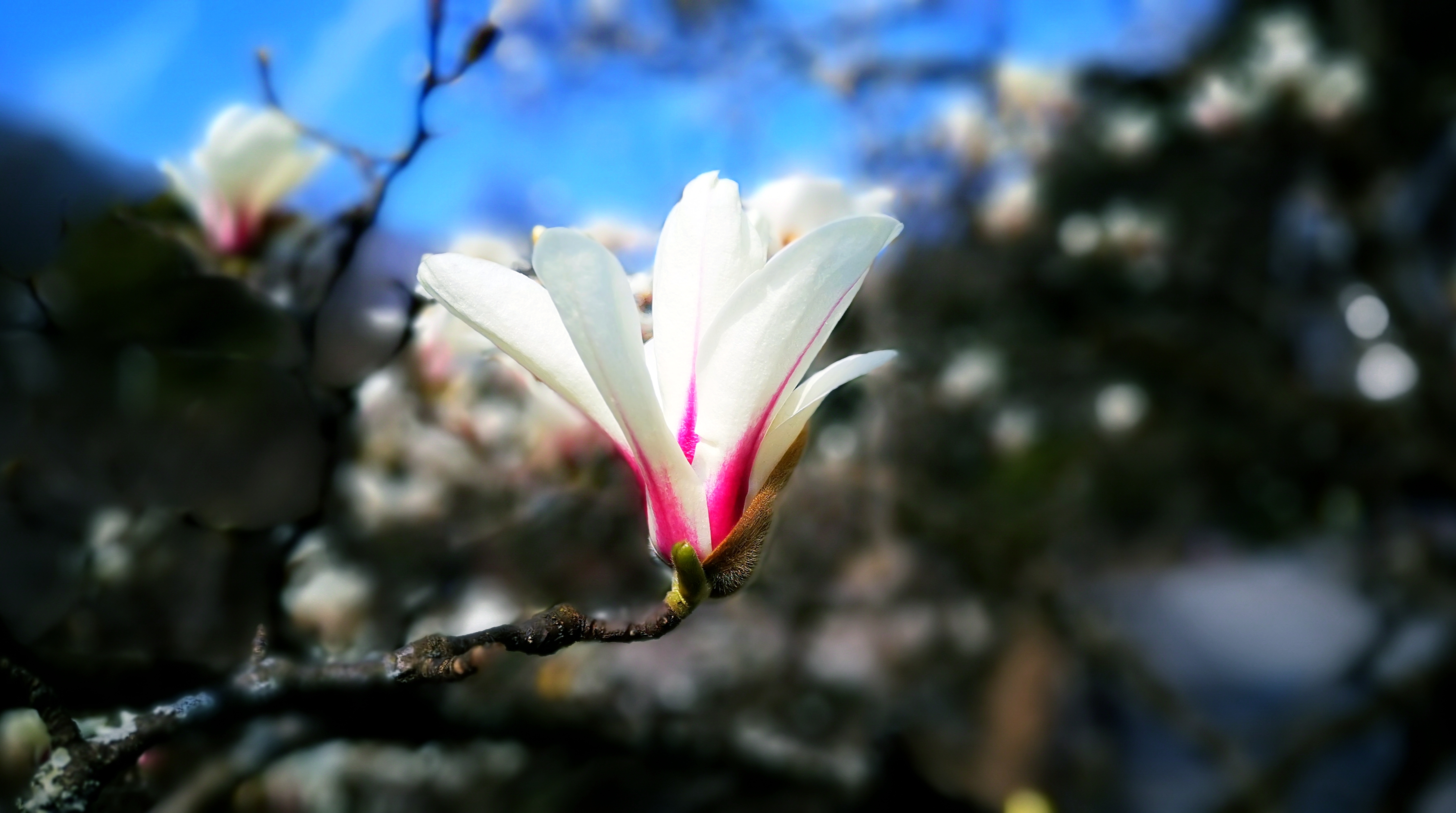 黄山风景区 望春花开枝头 春意满山满谷