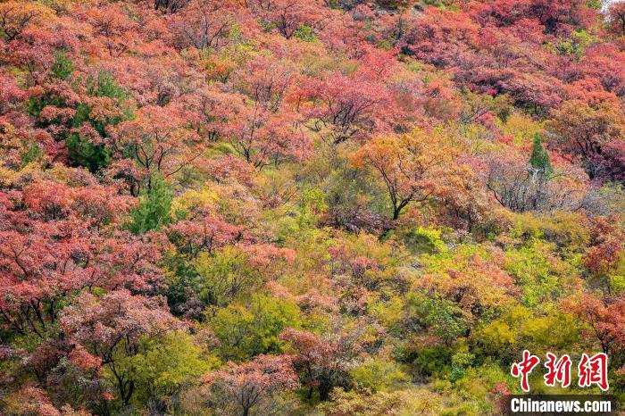 山西柳林：漫山红叶秋意浓