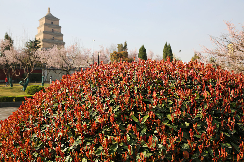 西安阳春三月百花盛开大雁塔踏青赏花正当时