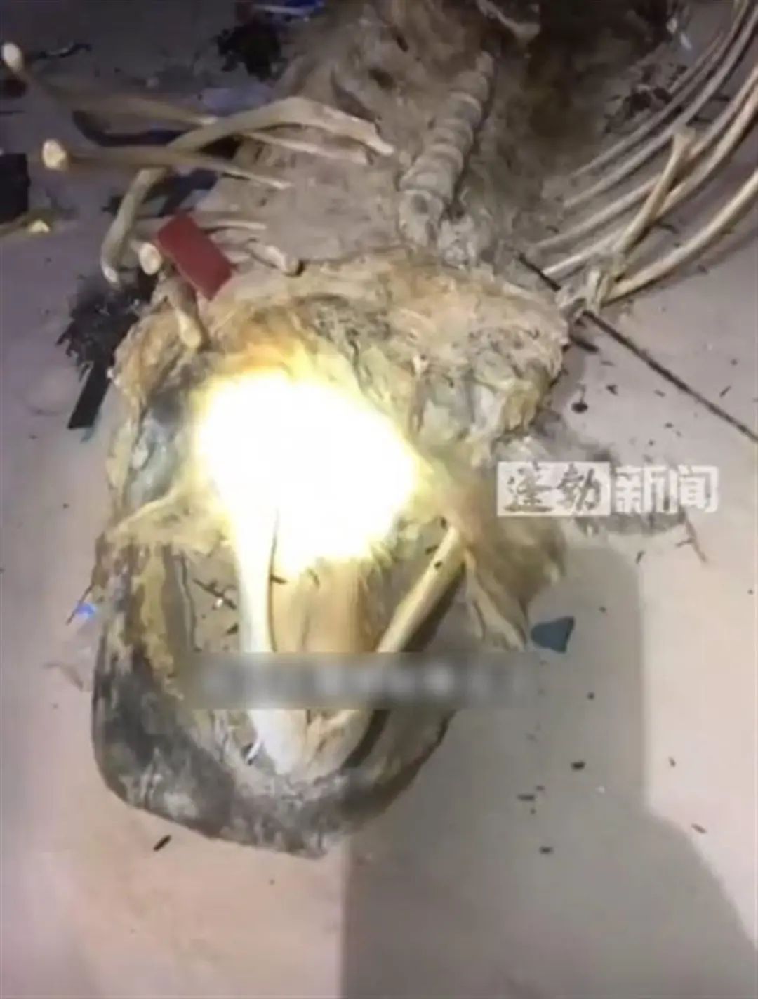 海南发现"骨架2米"不明生物尸体,当地回应