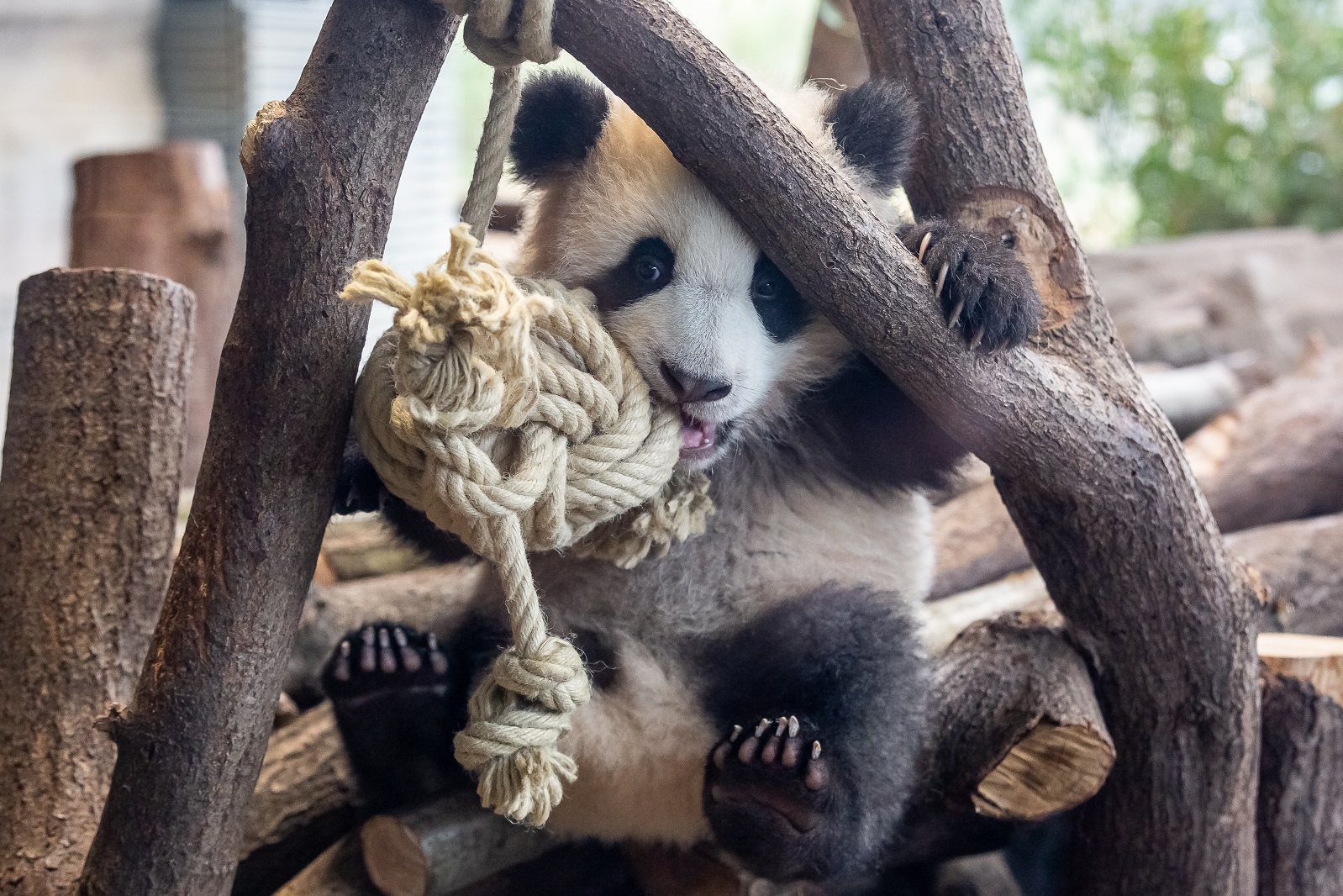 图片来源：柏林动物园