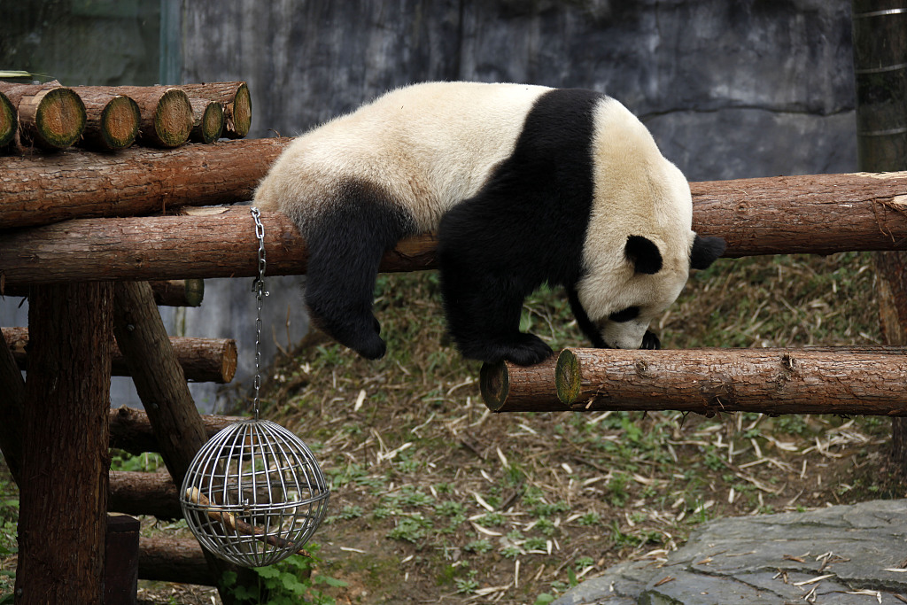 南京:红山森林动物园大熊猫萌态可掬