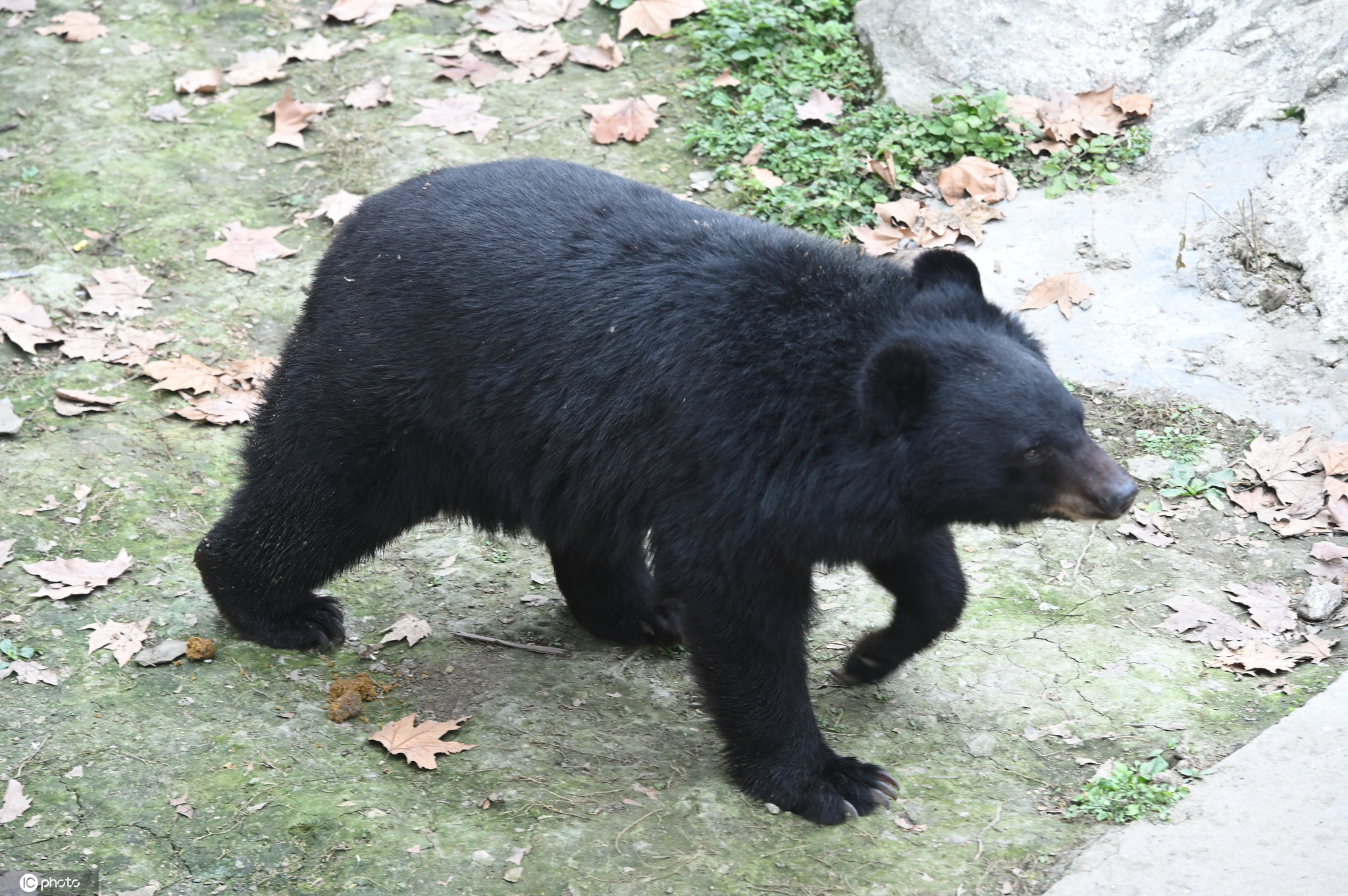 黑熊喜马拉雅亚种_360百科