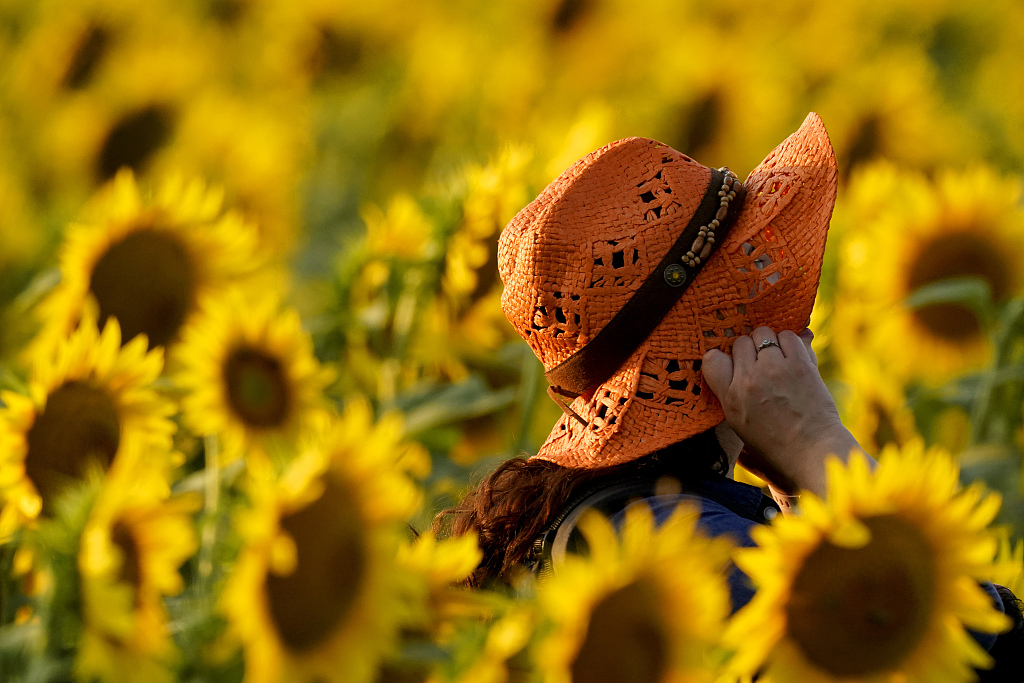 美国堪萨斯向日葵花田吸引游客打卡拍照