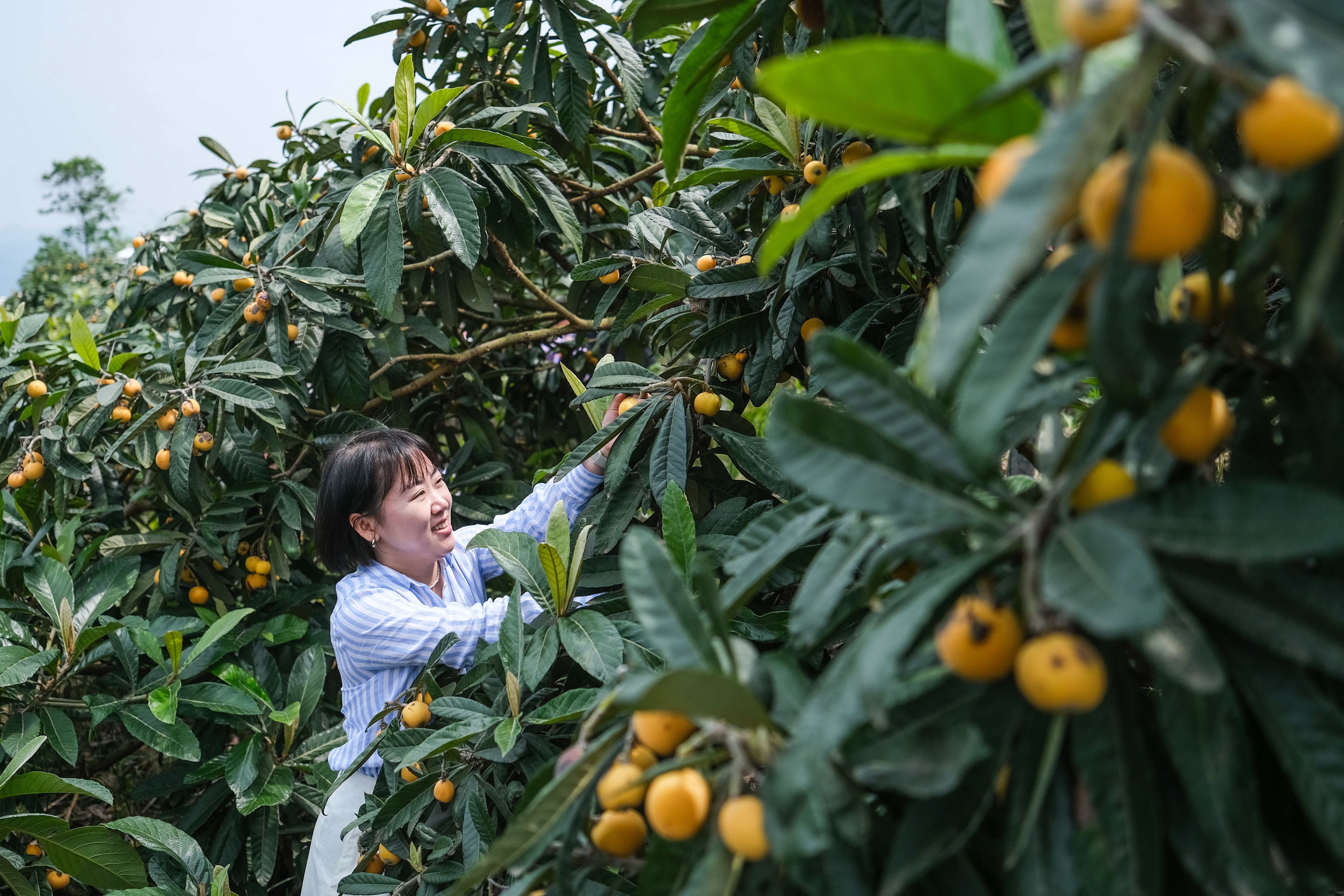 摘枇杷图片生活照图片