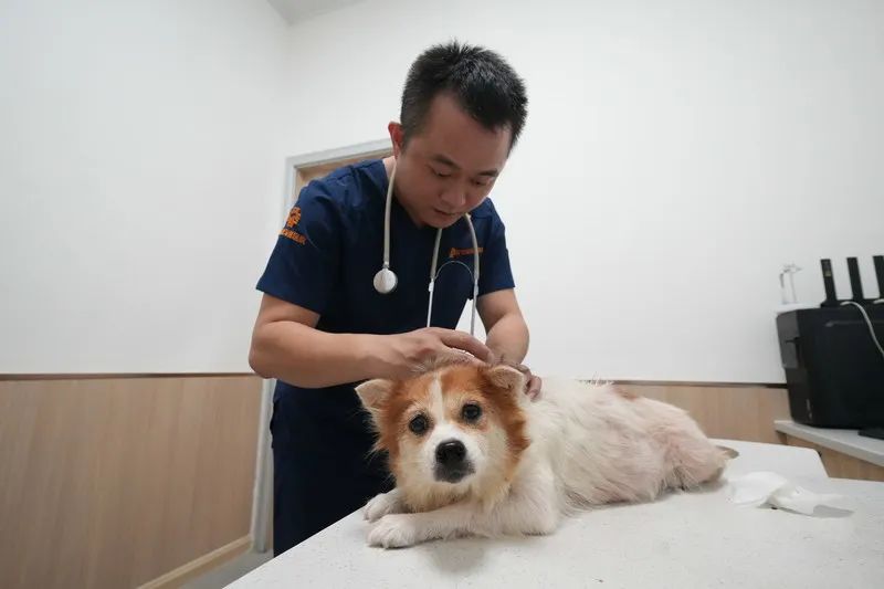 李若平医生在给狗妈妈检查