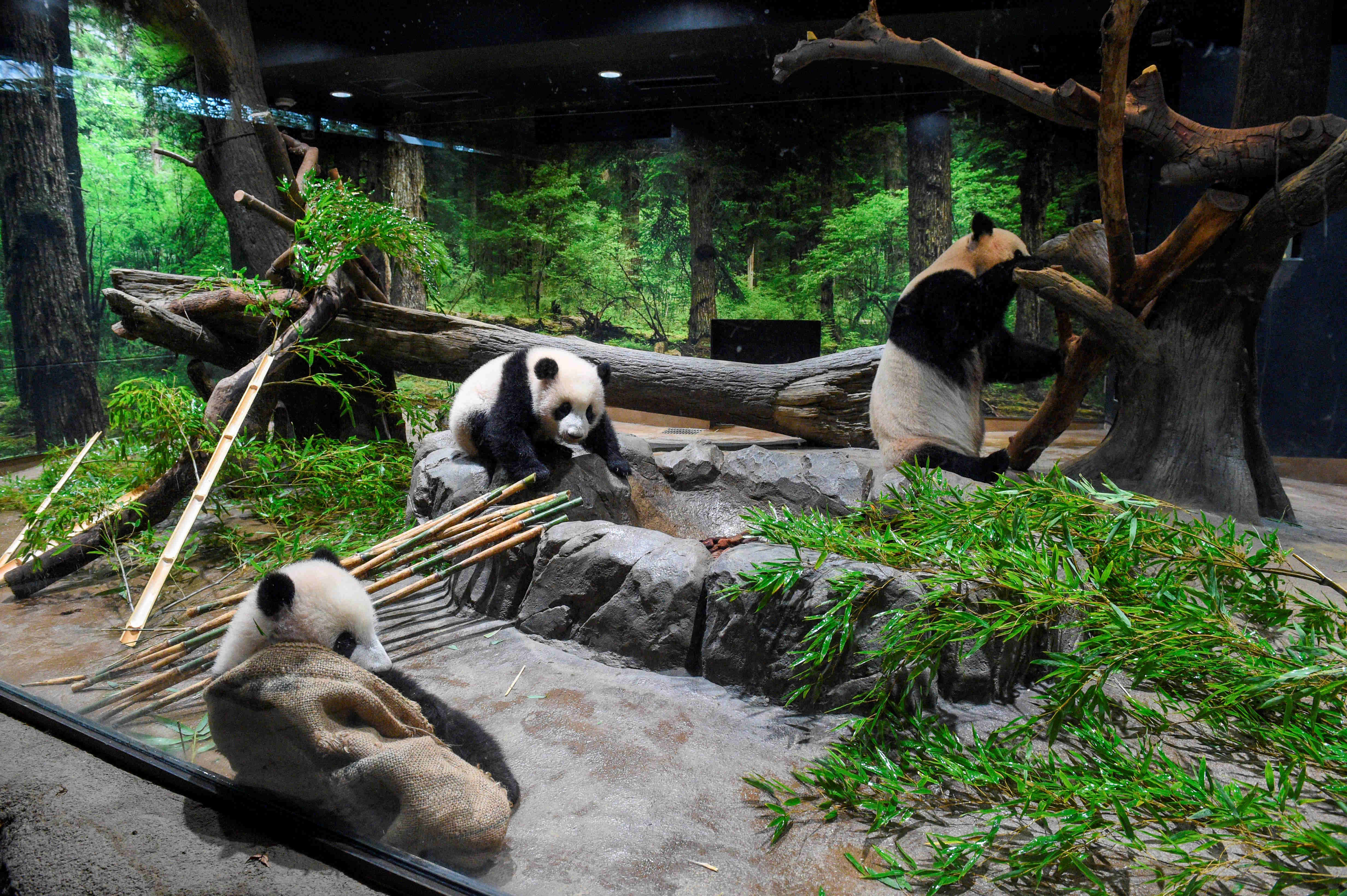 日本东京上野动物园大熊猫双胞胎幼崽12日首次公开亮相